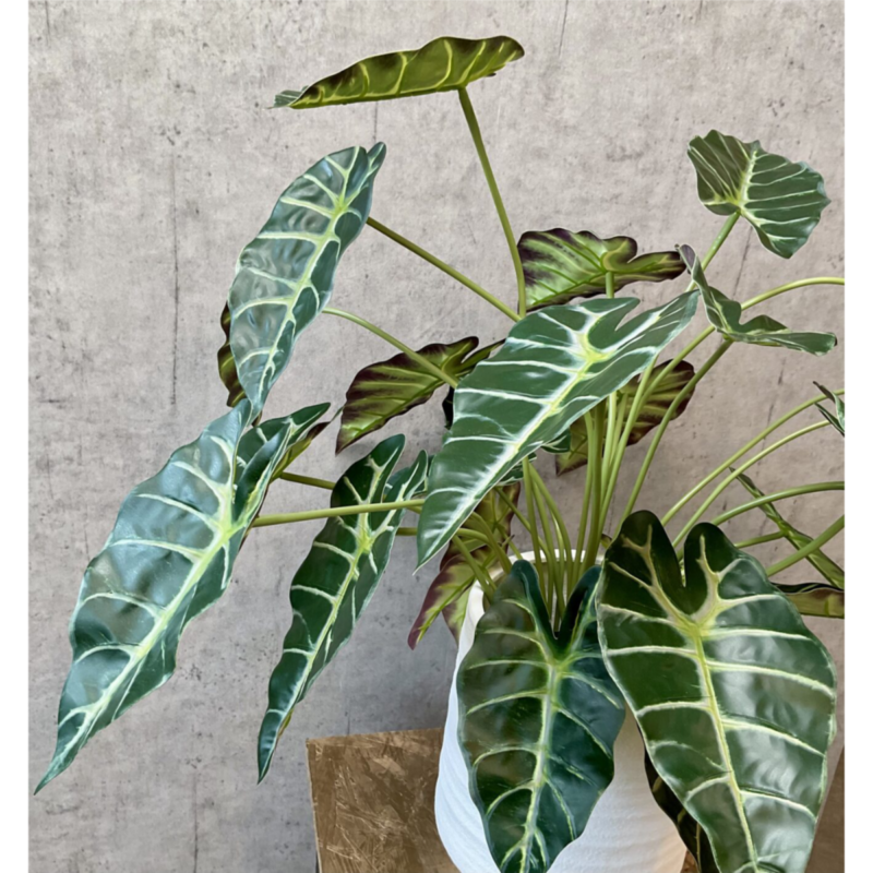 Alocasia í potti h: 68cm - Image 3