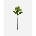 SKIMMIA - grænt blóm