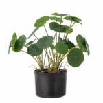 Copper planta - gervi pottaplanta