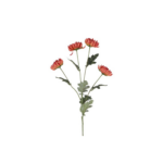 Chrysanthemum - bordeaux h: 75cm