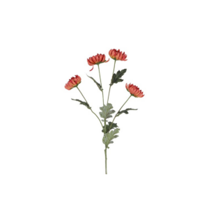 Chrysanthemum - bordeaux h: 75cm