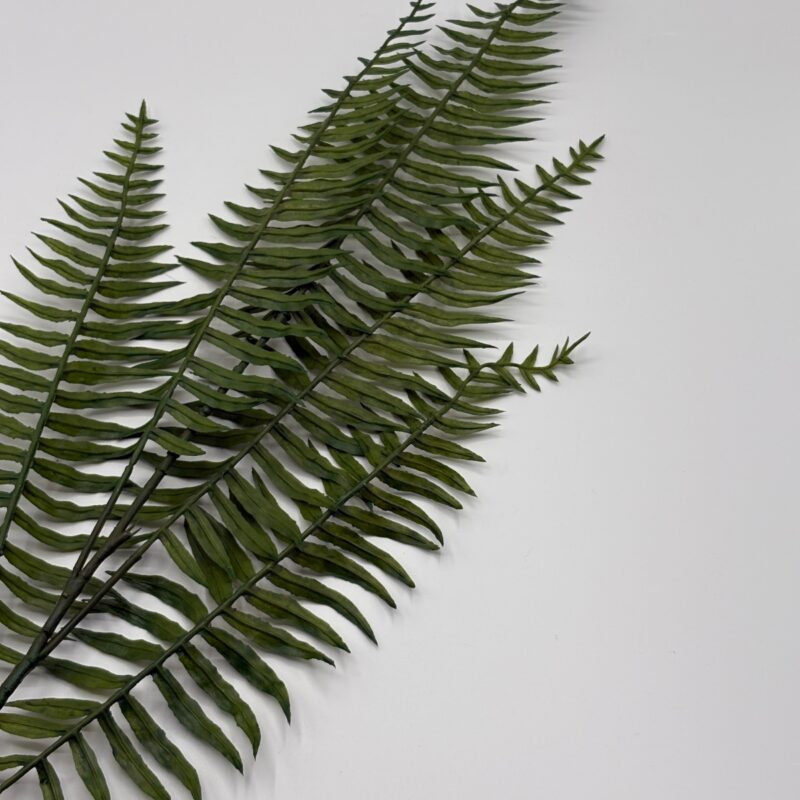 Burknagrein, 89cm - Image 2