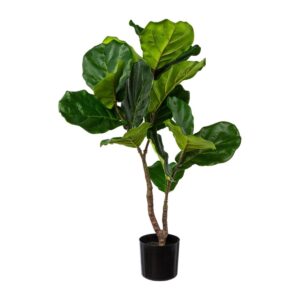 Fíkjutré í potti, h: 80cm