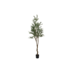 Ólífutré í potti h: 200cm