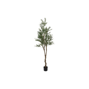Ólífutré í potti h: 200cm