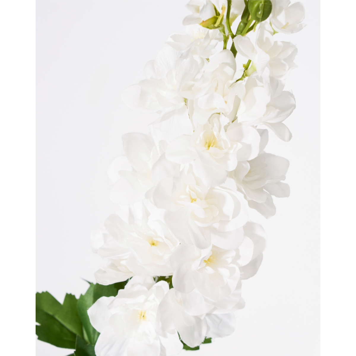 DELPHINIUM - Hvítt blóm - Image 2