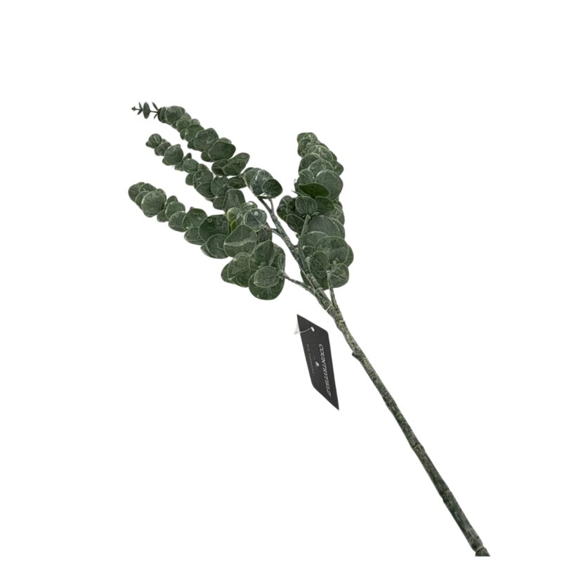 Eucalyptus greinar h:105cm