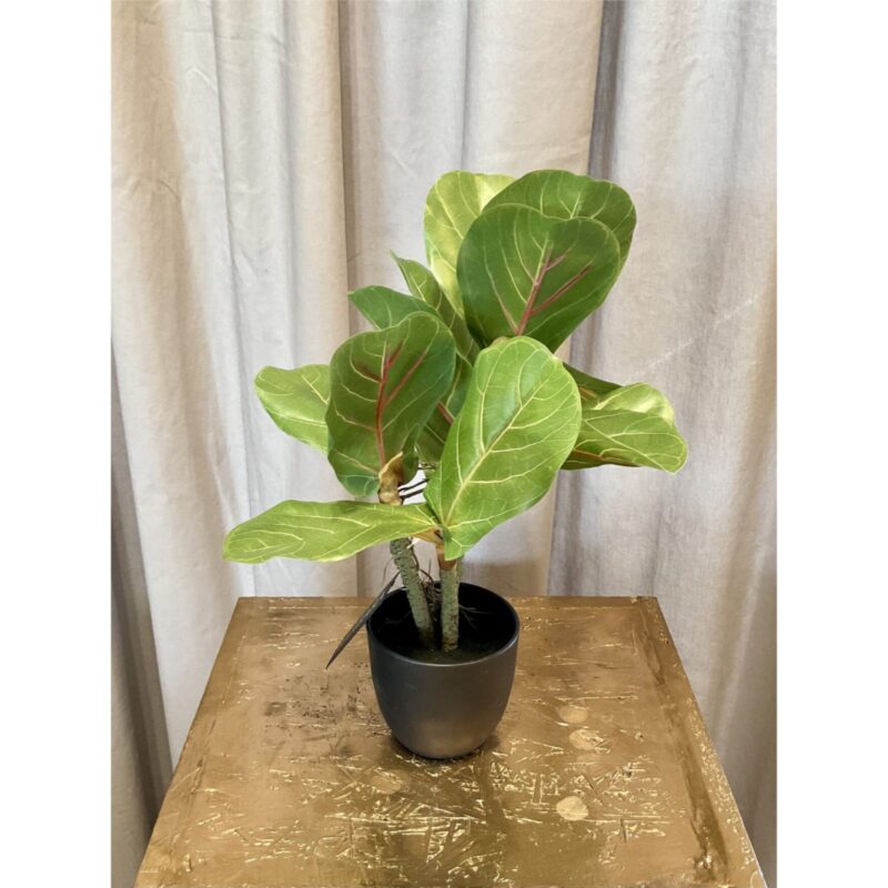 Fíkjutré í potti, h: 34cm - Image 3