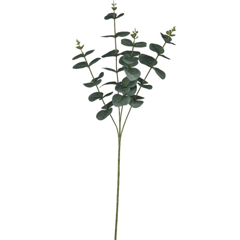 Eucalyptus búnt, 69cm