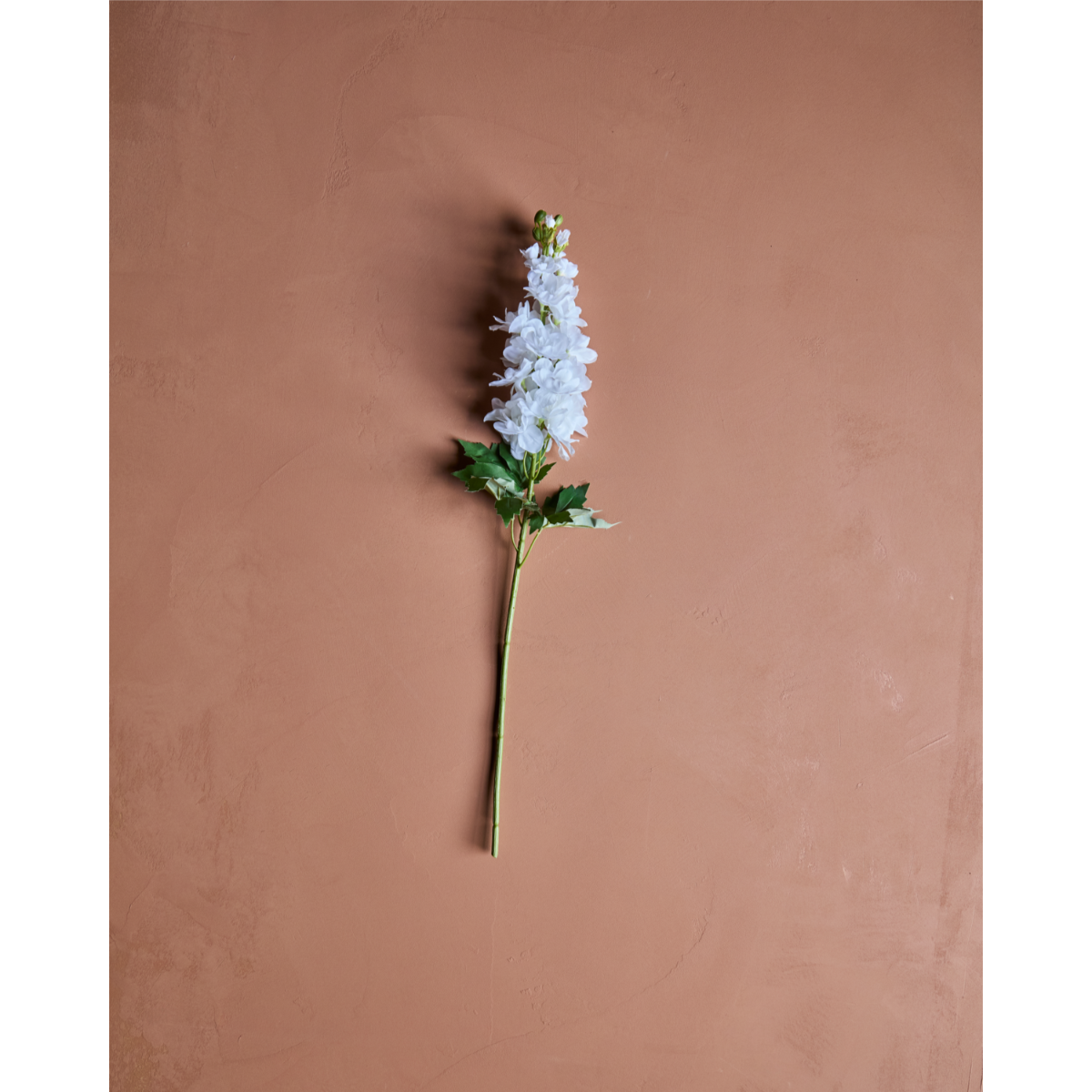 DELPHINIUM - Hvítt blóm - Image 3