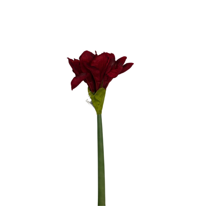 Amaryllis - rauður h:66cm