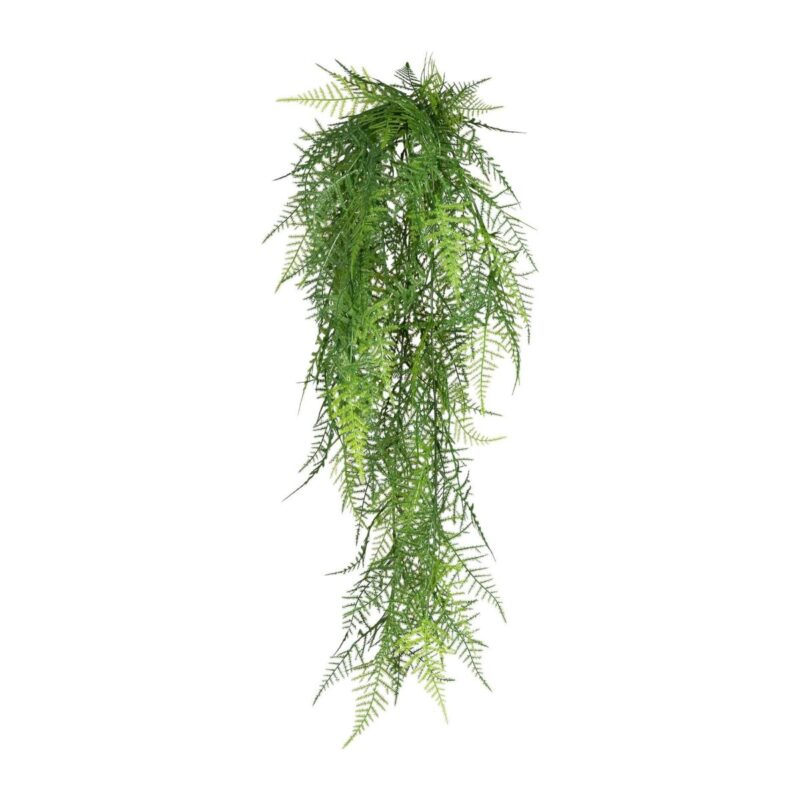 Aspas gerviplanta, hangandi l:80cm