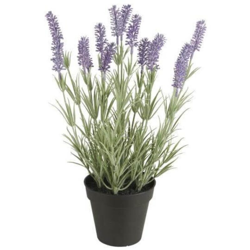 Lavender í potti