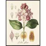 Mynd Flora pink 30x40cm án ramma