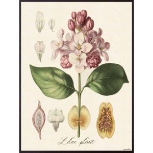 Mynd Flora pink 30x40cm án ramma