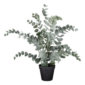 Eucalyptus í potti h: 50cm