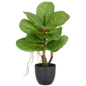 Fíkjutré í potti, h: 34cm