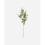 EUCALYPTUS - grænt blóm