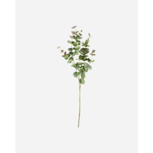 EUCALYPTUS - grænt blóm