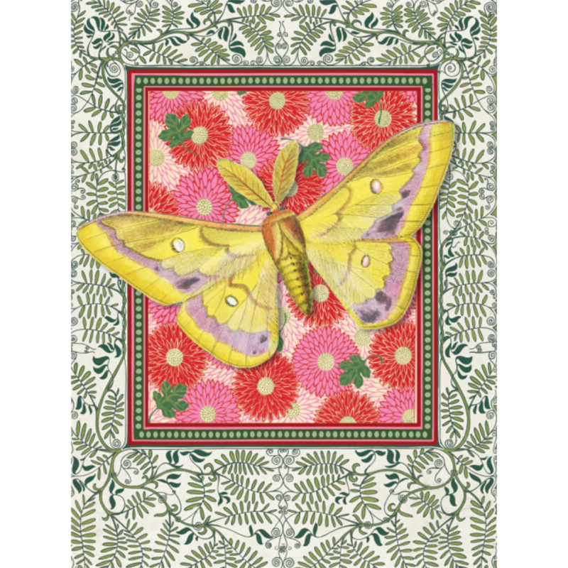 Mynd - Indian Butterfly