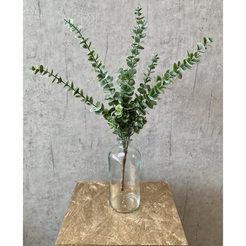 Eucalyptus greinar, 61cm - Image 2