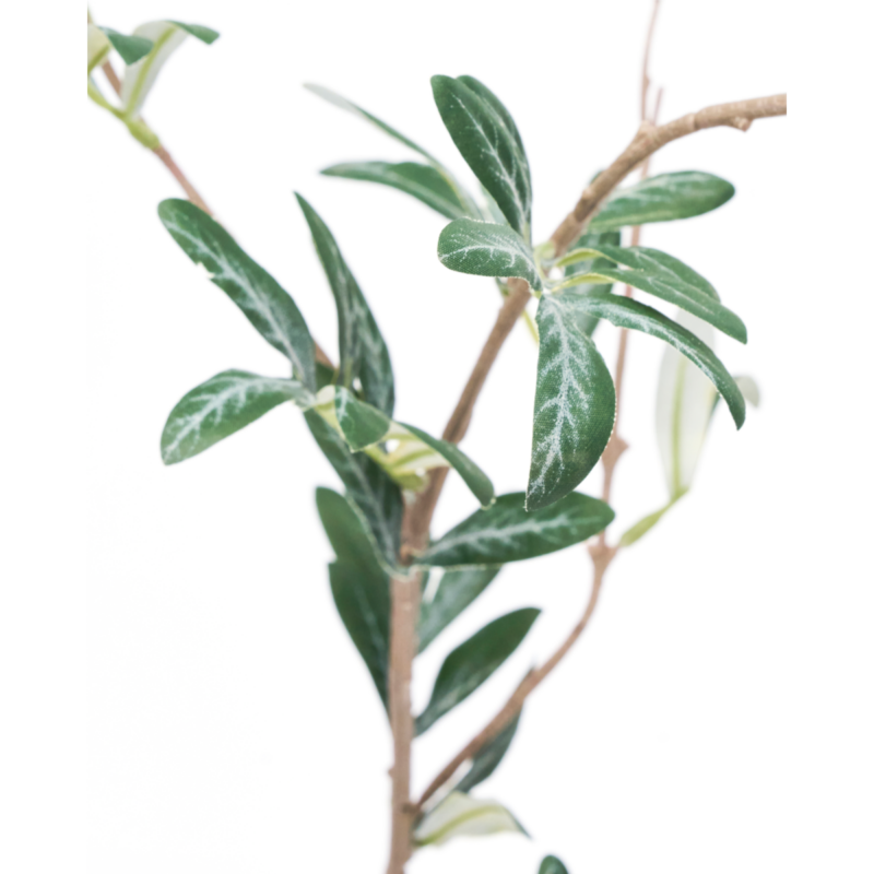 OLIVE – græn grein - Fakó