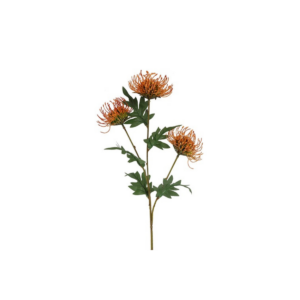 Prótea - Orange h: 71cm