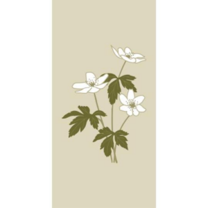 Servíettur -Aanemones