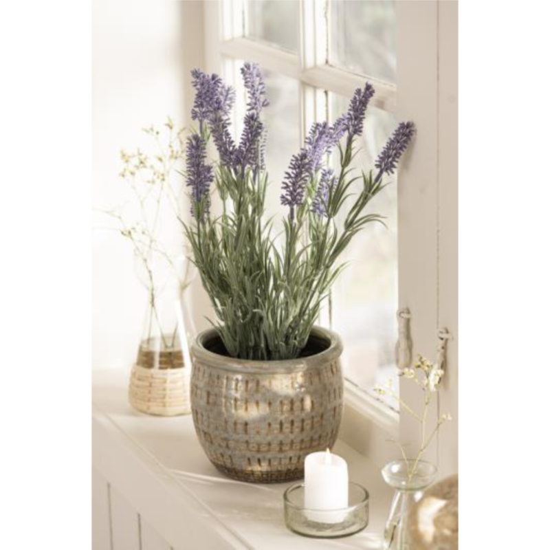 Lavender í potti - Image 3