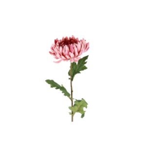 Chrysanthemum, rós h: 76cm