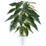 Alocasia í potti h: 68cm