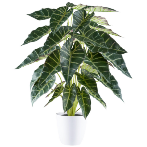 Alocasia í potti h: 68cm