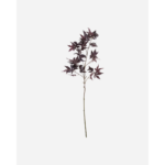 MAPLE - Burgundy blóm