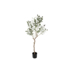 Ólífutré í potti h: 103cm