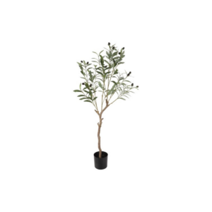 Ólífutré í potti h: 103cm