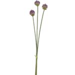 Allium búnt - fjólublátt, 66cm