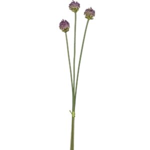 Allium búnt - fjólublátt, 66cm