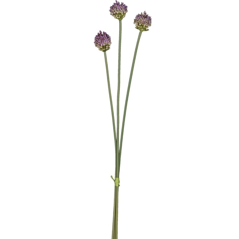 Allium búnt - fjólublátt, 66cm