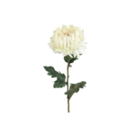 Chrysanthemum - kremuð h: 75cm