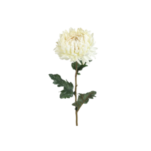 Chrysanthemum - kremuð h: 75cm