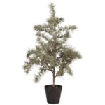 Sedrustré í potti, h: 60cm