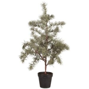 Sedrustré í potti, h: 60cm