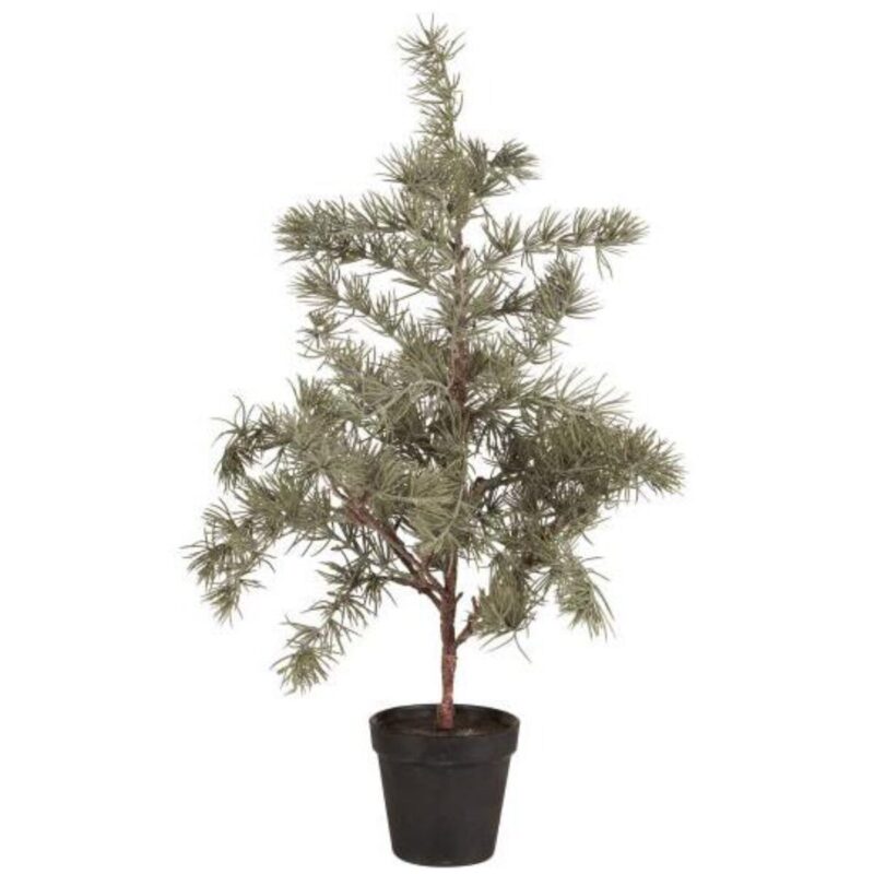 Sedrustré í potti, h: 60cm
