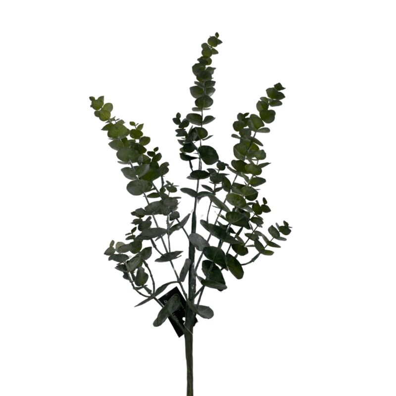 Eucalyptus - H: 90cm
