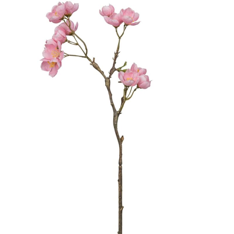 Eplablómagrein - rósa, h: 60cm