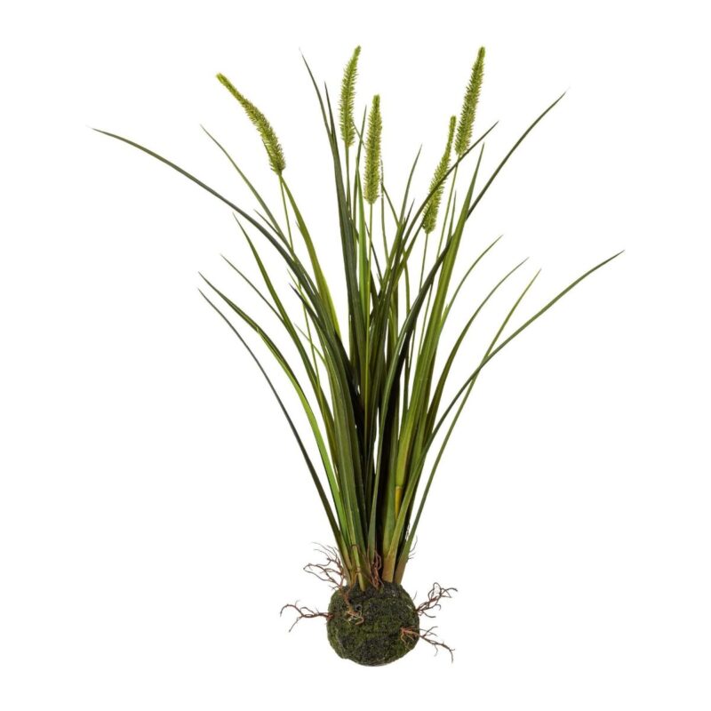 Miscanthus gras, h: 63cm