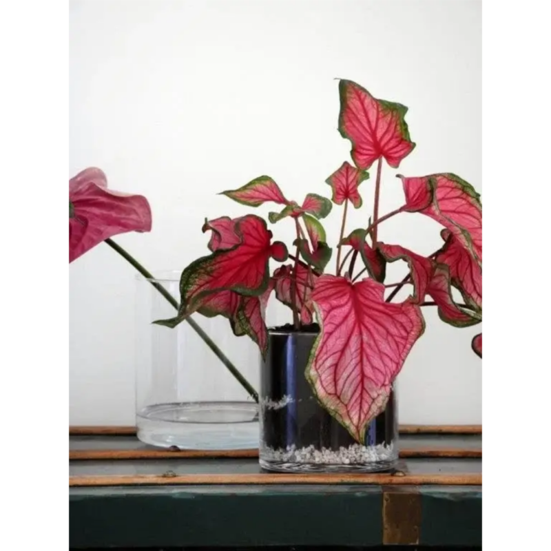 LUCILLE - Glervasi - Image 3