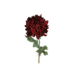 Chrysanthemum - rauð, 75cm