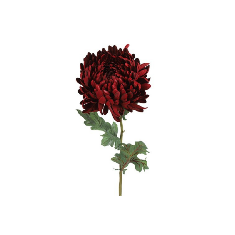 Chrysanthemum - rauð, 75cm