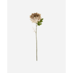 CHRYSAANTHEMUM - Dusty rose blóm